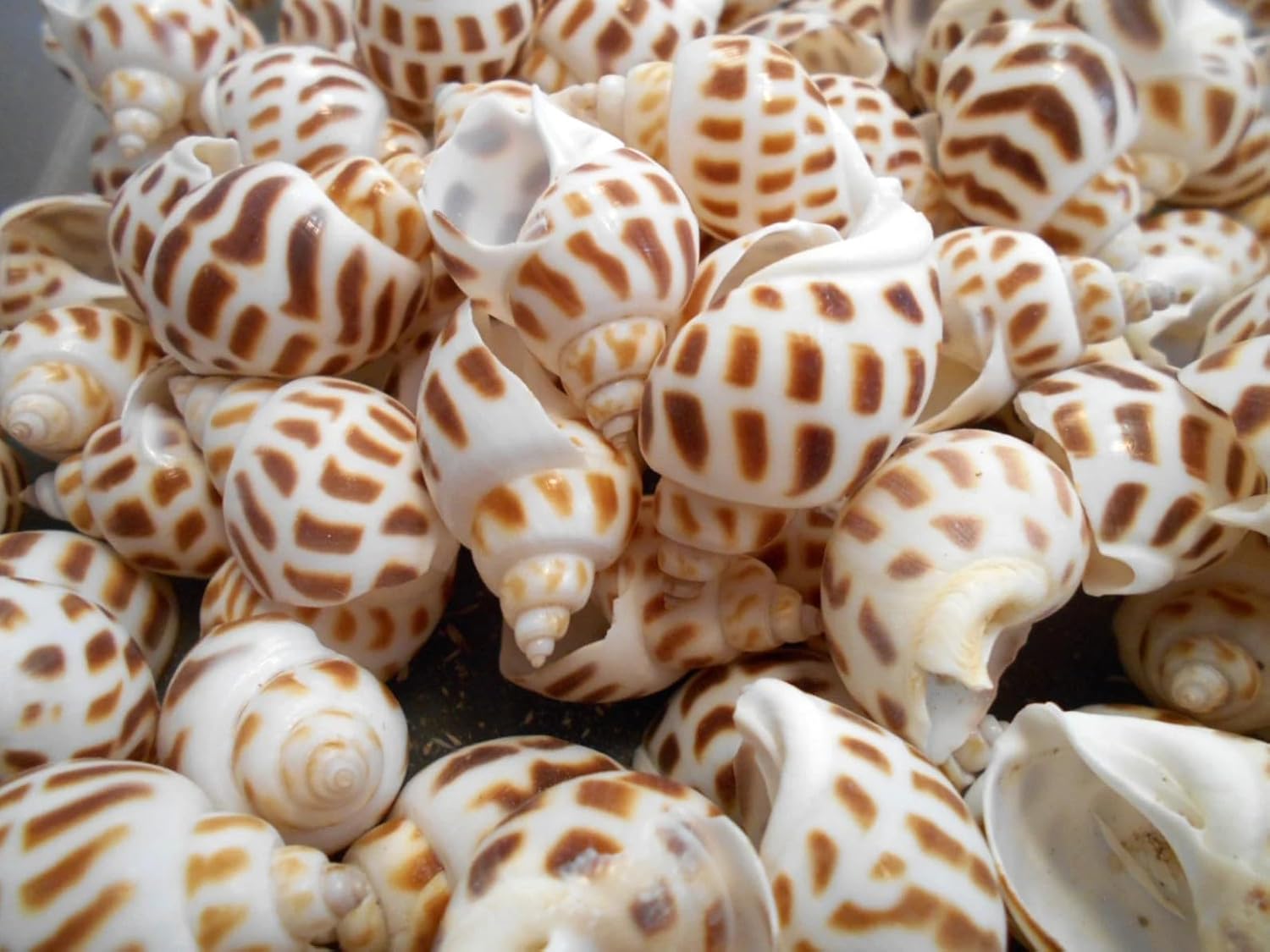 Brown Dots Conch Seashells Shale Unplanted Substrate