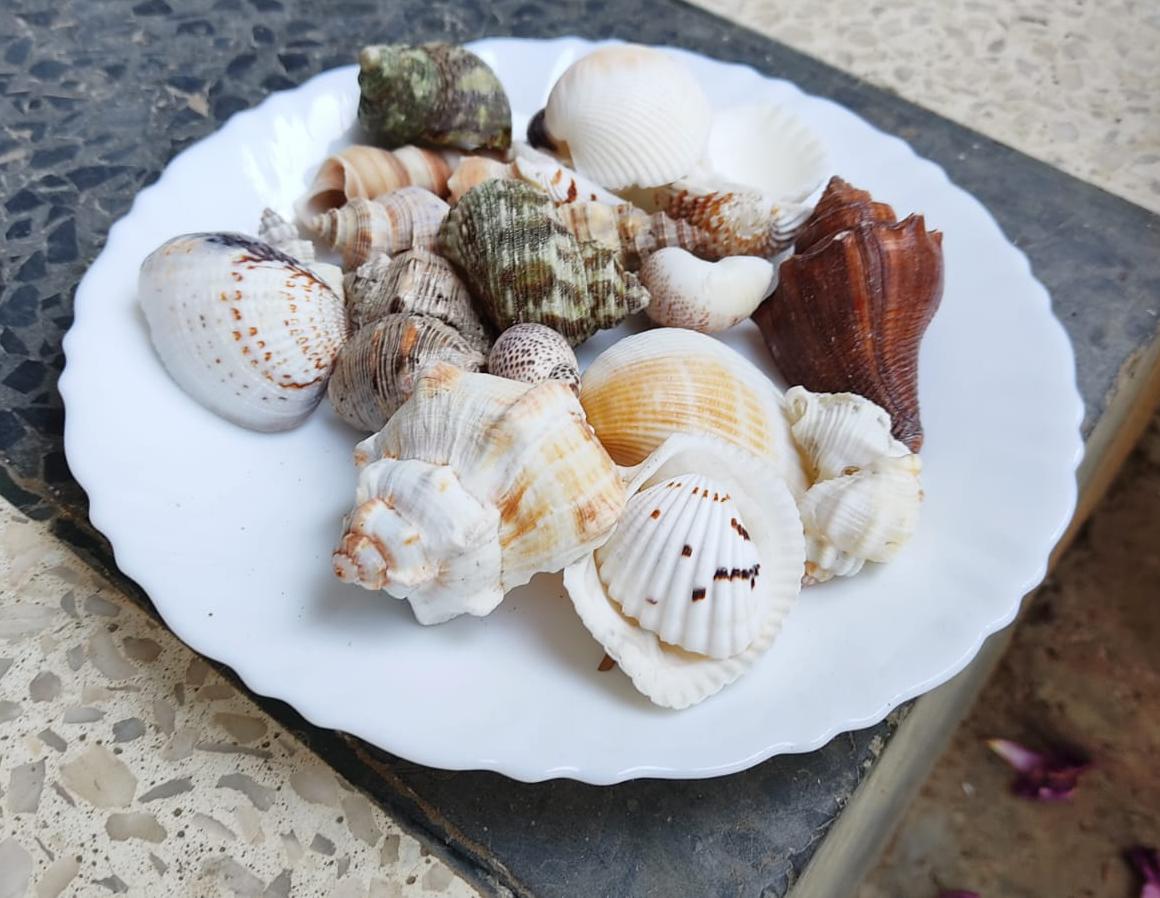Decorative mix artificial Sea shell  (200 gm) for craft, jewelry making, Aquarium, Resin Art, Mix Assorted seashell collection (All sizes)