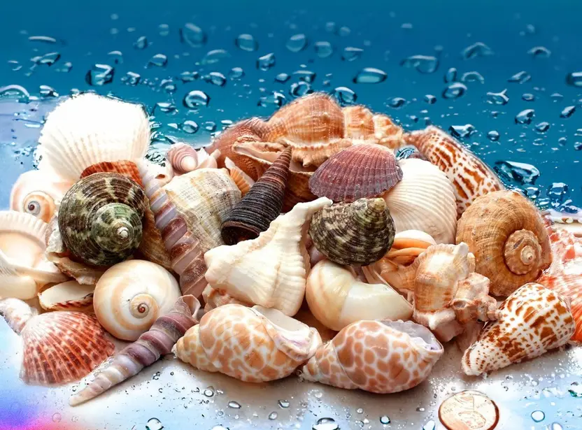 Decorative Mix Artificial Sea Shell charms for craft, jewellery making — view 2