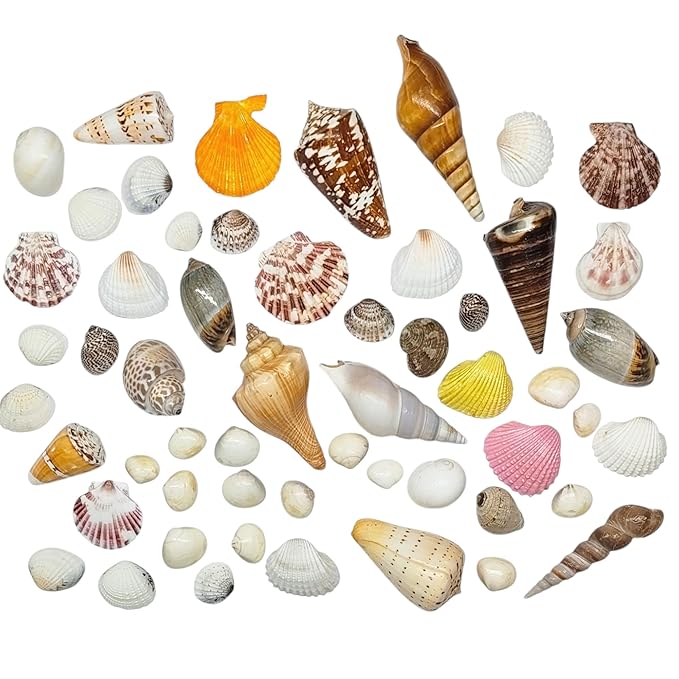 Mixed Seashells for Craft (200g) Shale Unplanted Substrate